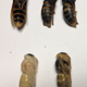 Asian giant hornets from the nest in various stages of pupal development.